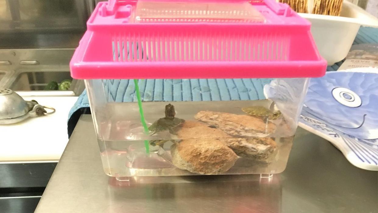 Turtles on an ice machine? 16 Pima County restaurants fail March health inspections